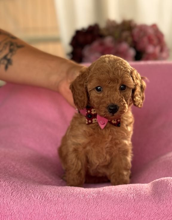 Missy Miniature Poodle