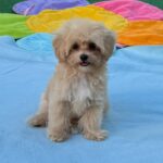 Mizo-male-maltipoo-puppy-for-sale- (1)