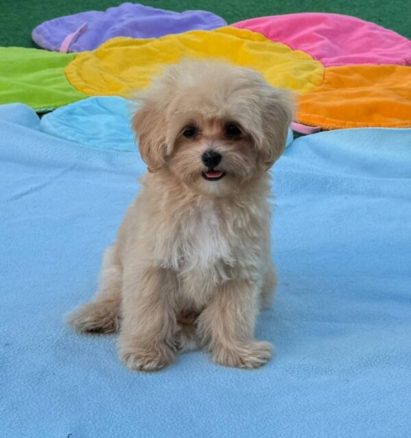 Mizo Maltipoo