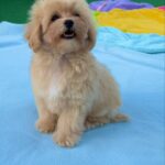 Mizo-male-maltipoo-puppy-for-sale- (2)