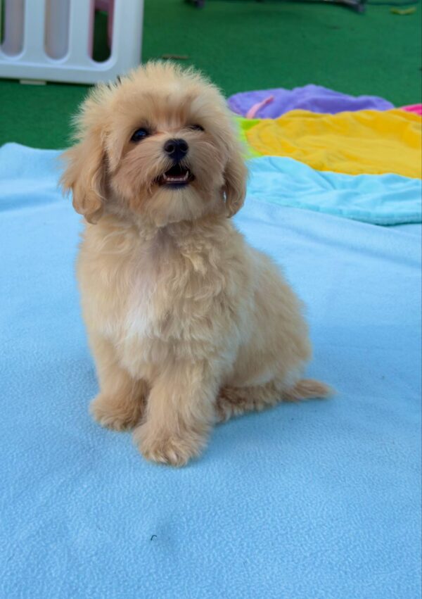 Mizo Maltipoo
