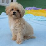 Mizo-male-maltipoo-puppy-for-sale- (3)