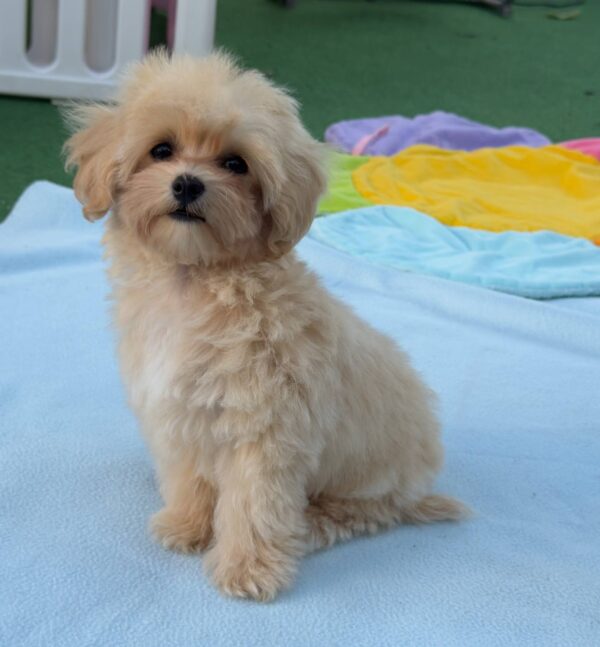 Mizo Maltipoo
