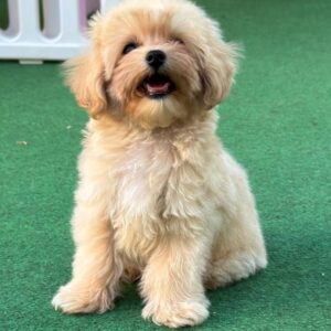 Mizo Maltipoo