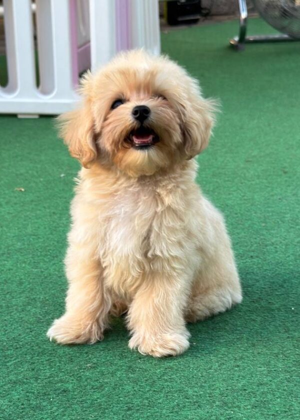 Mizo Maltipoo