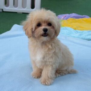 Mizo Maltipoo