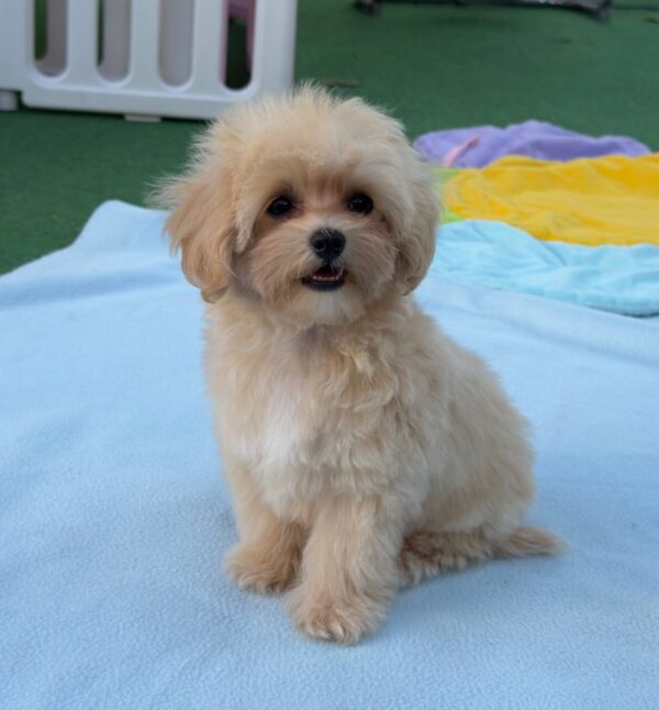 Mizo Maltipoo