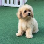 Mizo-male-maltipoo-puppy-for-sale- (6)