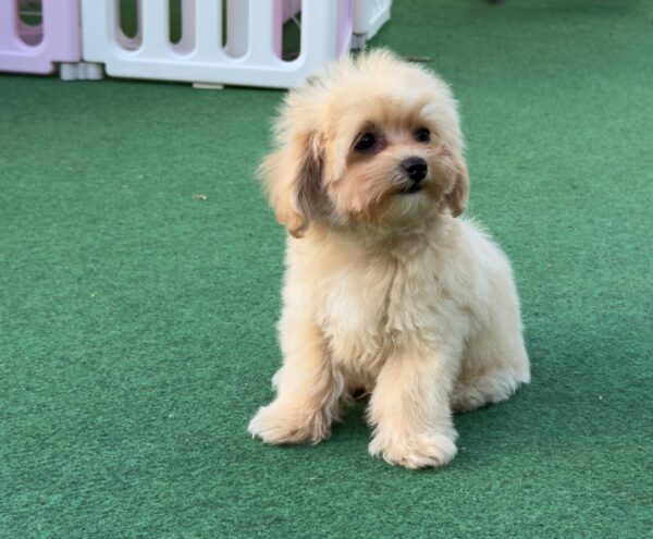 Mizo Maltipoo