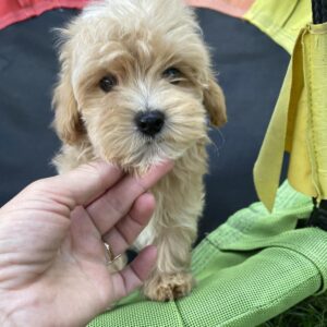 Monty Maltipoo