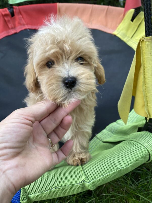 Monty Maltipoo