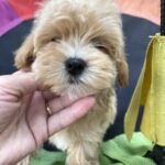 Monty-male-maltipoo-puppy-for-sale-1 (2)