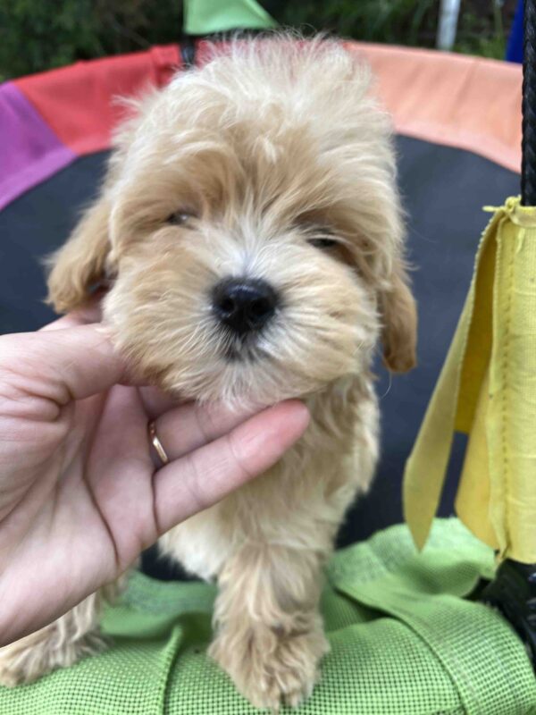 Monty Maltipoo