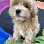 Monty-male-maltipoo-puppy-for-sale-1 (3)