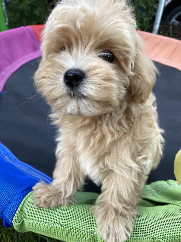 Monty Maltipoo