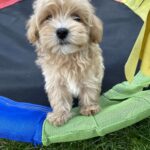 Monty-male-maltipoo-puppy-for-sale-1 (4)