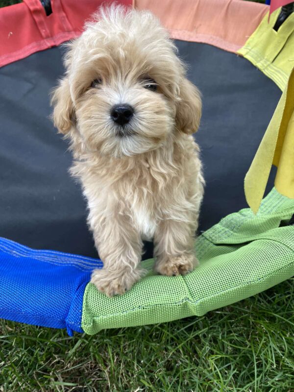 Monty Maltipoo