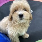 Monty-male-maltipoo-puppy-for-sale-1 (5)