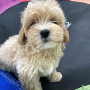 Monty Maltipoo