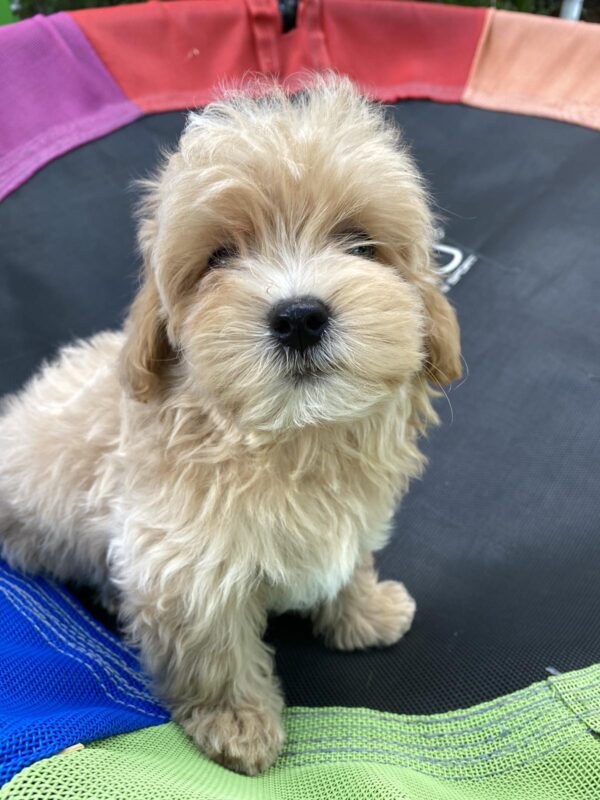 Monty Maltipoo
