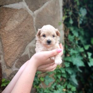 Mors Pomapoo