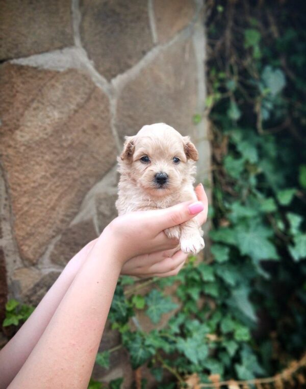 Mors Pomapoo