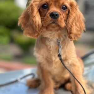 Mufasa Cavalier King Charles Spaniel