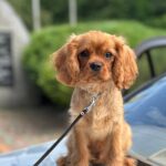 Mufasa-male-Cavalier-King-Charles-Spaniel-puppy-for-sale-1 (2)