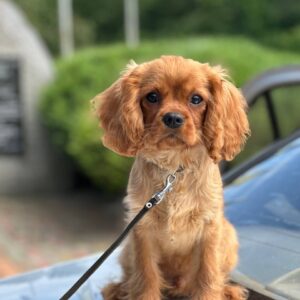 Mufasa Cavalier King Charles Spaniel
