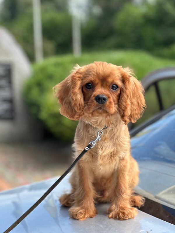 Mufasa Cavalier King Charles Spaniel