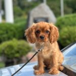 Mufasa-male-Cavalier-King-Charles-Spaniel-puppy-for-sale-1 (3)