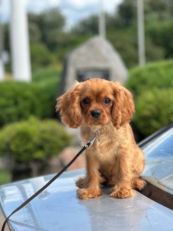 Mufasa Cavalier King Charles Spaniel