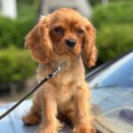 Mufasa-male-Cavalier-King-Charles-Spaniel-puppy-for-sale-1 (4)