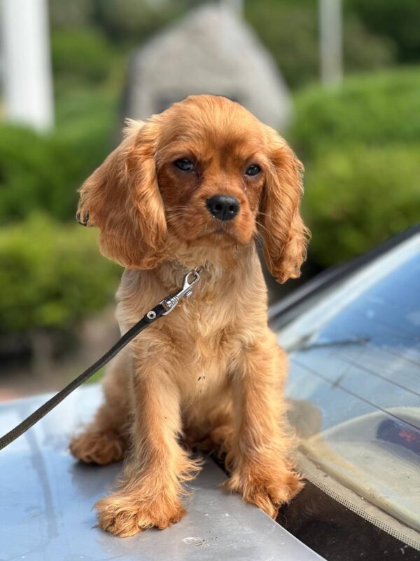 Mufasa Cavalier King Charles Spaniel