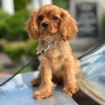Mufasa-male-Cavalier-King-Charles-Spaniel-puppy-for-sale-1 (5)