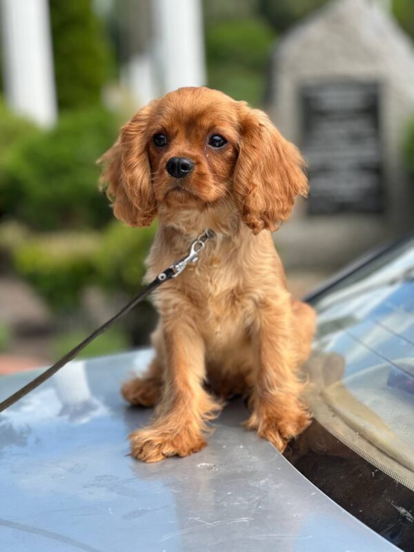 Mufasa Cavalier King Charles Spaniel