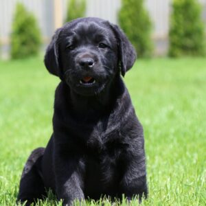 Mufasa Labrador Retriever