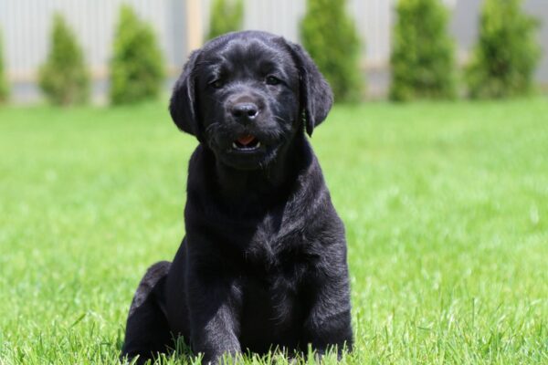 Mufasa Labrador Retriever