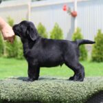 Mufasa-male-labrador-retriver-puppy-for-sale-1 (2)