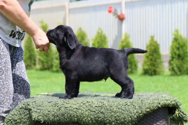 Mufasa Labrador Retriever