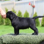 Mufasa-male-labrador-retriver-puppy-for-sale-1 (3)