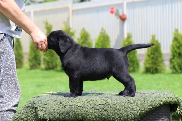 Mufasa Labrador Retriever