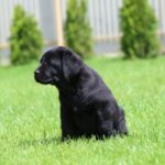 Mufasa-male-labrador-retriver-puppy-for-sale-1 (4)
