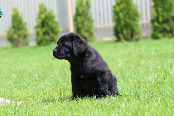 Mufasa Labrador Retriever