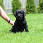 Mufasa-male-labrador-retriver-puppy-for-sale-1 (5)
