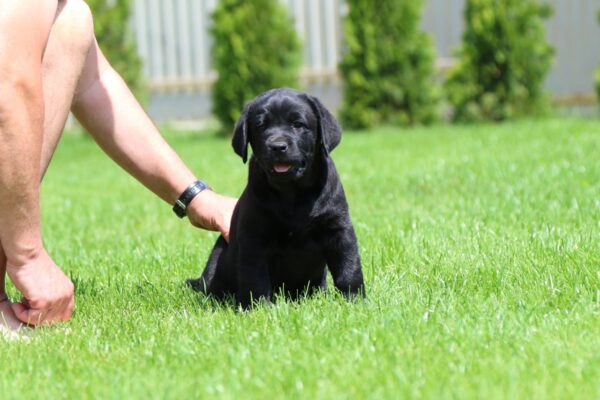 Mufasa Labrador Retriever