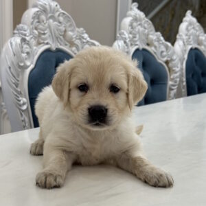 Nael Golden Retriever