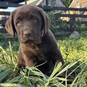 Naira Labrador Retriever