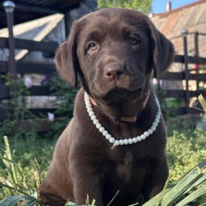 Naira Labrador Retriever
