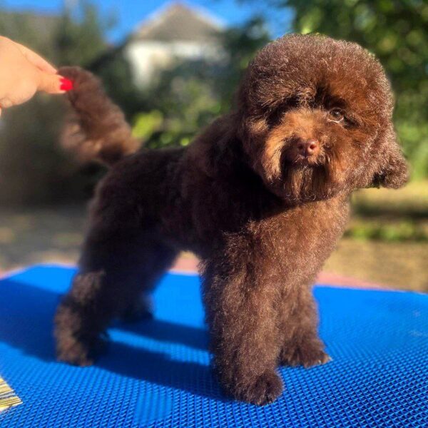 Nessa Toy Poodle